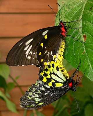 g6/36/323836/3/75611772.3r1DSzJS.jpg