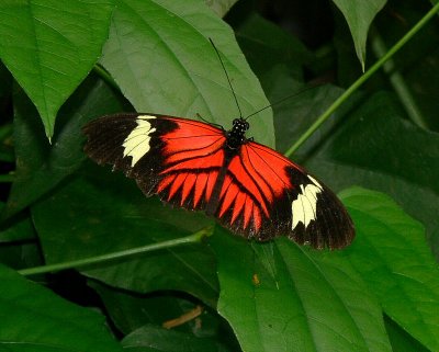 Melpomene Butterfly