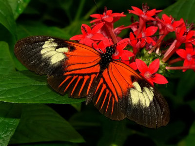 Heliconius Butterfly