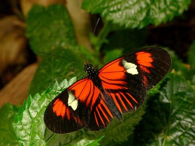 Heliconius Butterfly