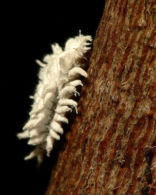 Cryptolaemus larva