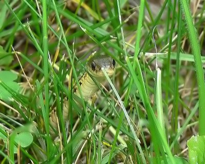 Common Garter  Snake