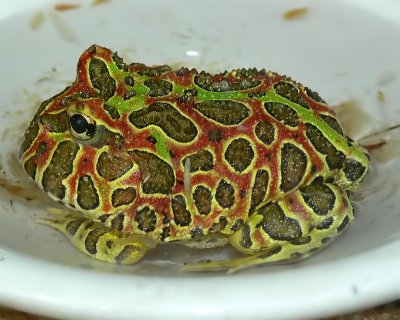 South American Ornate Horned Frog