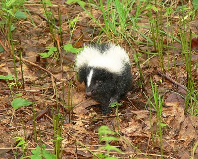 Striped Skunk - 4