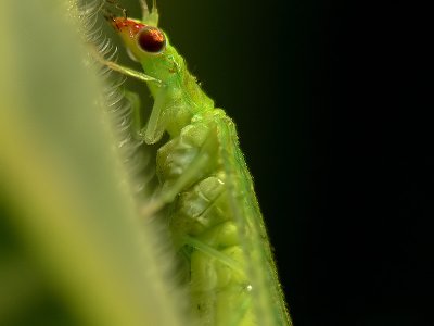 Common Lacewing (Neuroptera Chrysopidae)