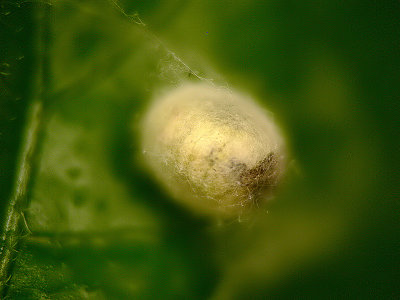 Lacewing - cocoon