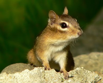 Eastern Chipmunk