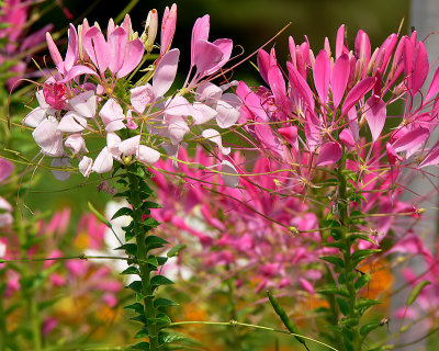 Cleome, or spider plant