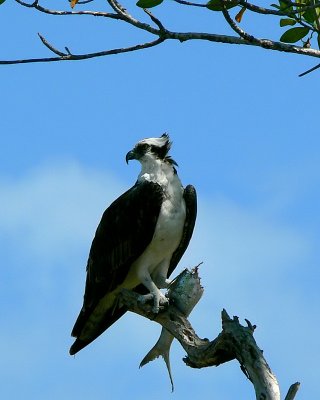 Osprey and meal. <))