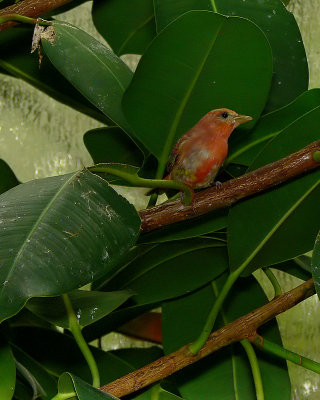 Snowy-headed Robin Chat