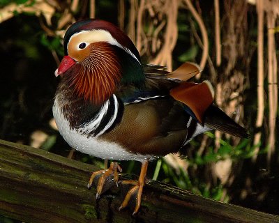 Mandarin Duck