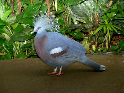 Victoria Crowned Pigeon