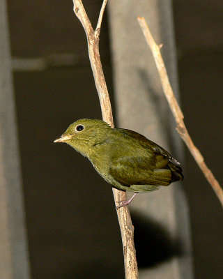 Golden Headed Manaken (f)