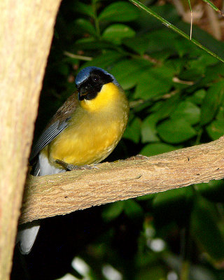 Blue Crowned Laughing Thrush