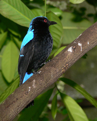 Fairy Bluebird