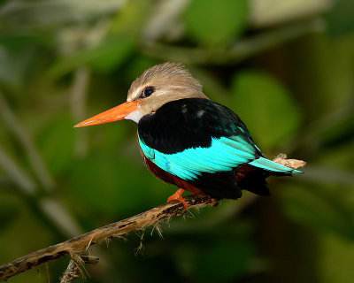 Gray-headed Kingfisher