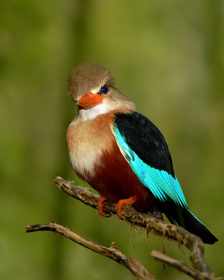 Gray-headed Kingfisher