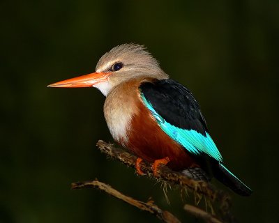 Gray-headed Kingfisher
