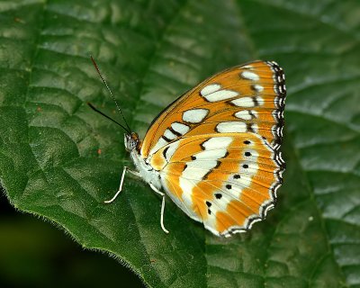 Common Sergeant
