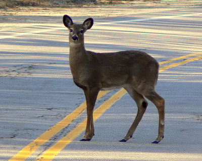 Deer In The Road