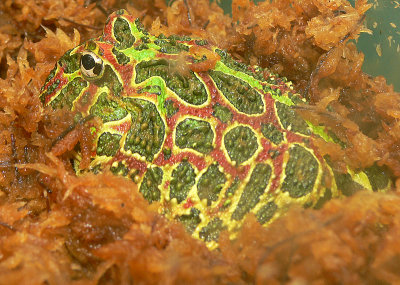 South American Ornate Horned Frog