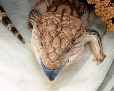 Blue-Tongue Skink