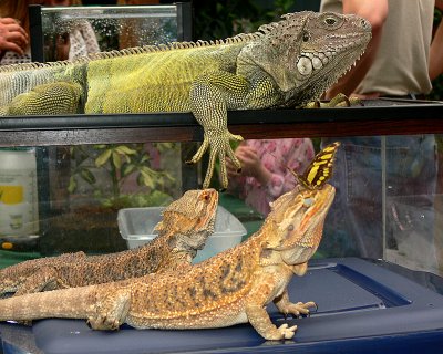 Iguana & Bearded Dragons