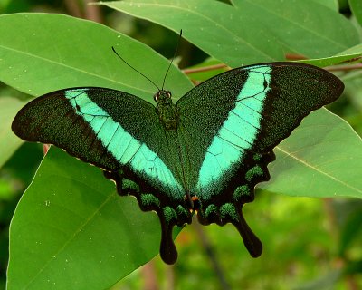 Emerald Swallowtail - top