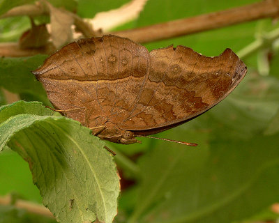 Chocolate Pansy