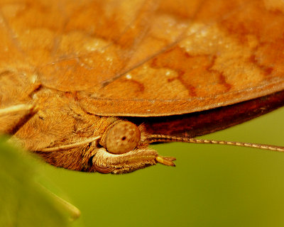 Chocolate Pansy