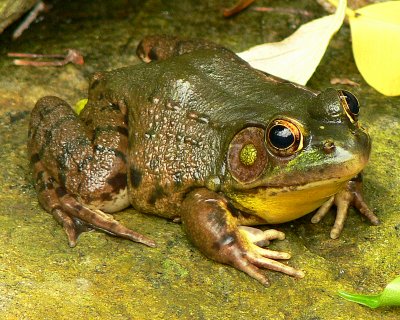 Bull Frog