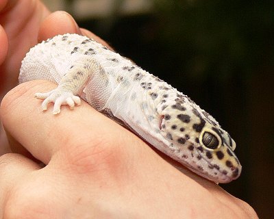 Fat-Tailed Gecko