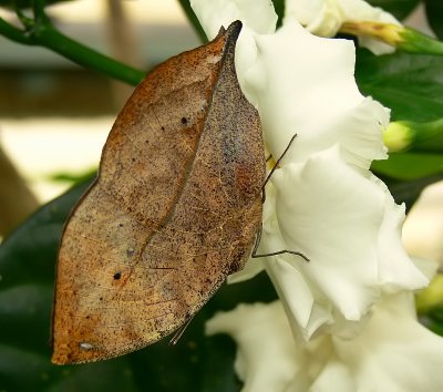 Indian Leaf Butterfly