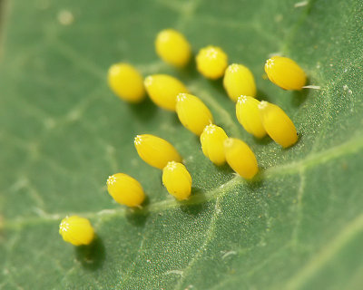 Southern White Butterfly Eggs