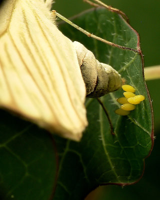 Southern White Butterfly Depositing Eggs