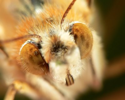 Painted Lady Butterfly Eye Hair