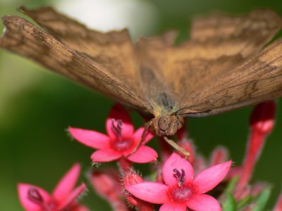 Chocolate Pansy