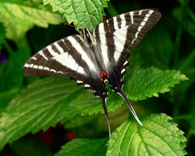 Zebra Striped Swallowtail