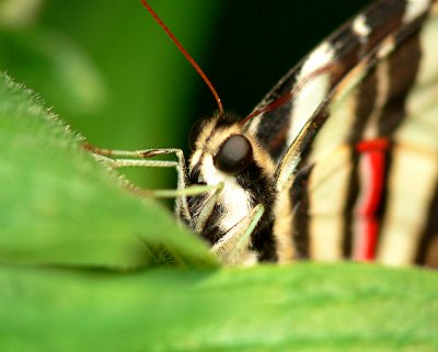 Zebra Striped Swallowtail