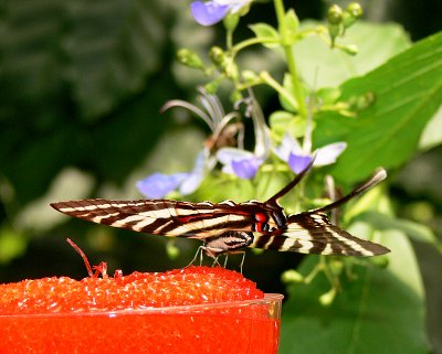 Zebra Striped Swallowtail