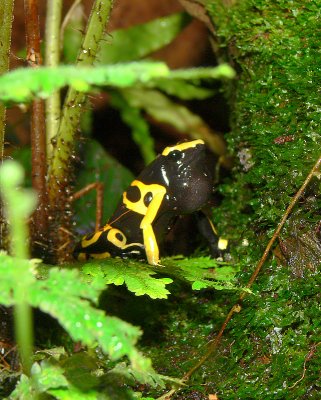 Yellow Poison Dart Frog