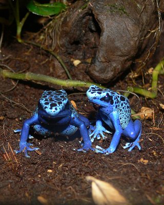 Poison Blue Dart Frog