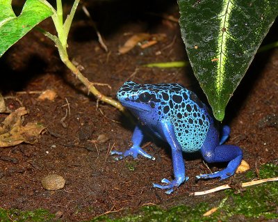 Poison Blue Dart Frog