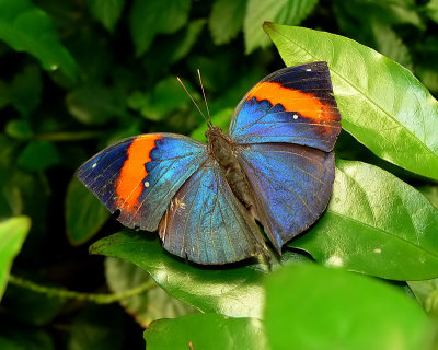 Indian Leaf Butterfly