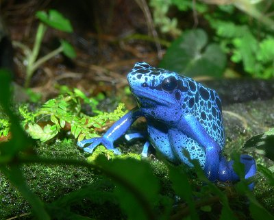 Poison Blue Dart Frog