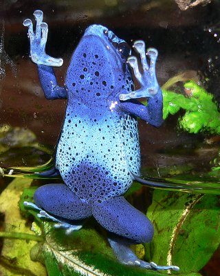 Poison Blue Dart Frog