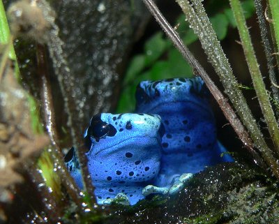 Poison Blue Dart Frogs