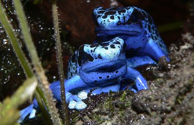 Poison Blue Dart Frogs