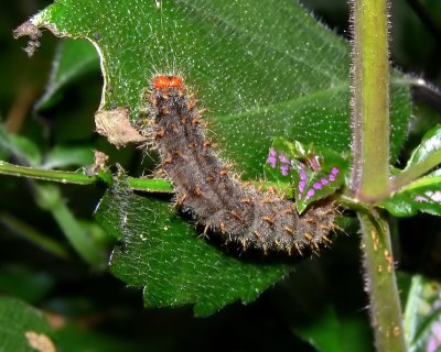 Chocolate Pansy Larva