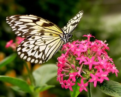 Rice Paper Butterfly